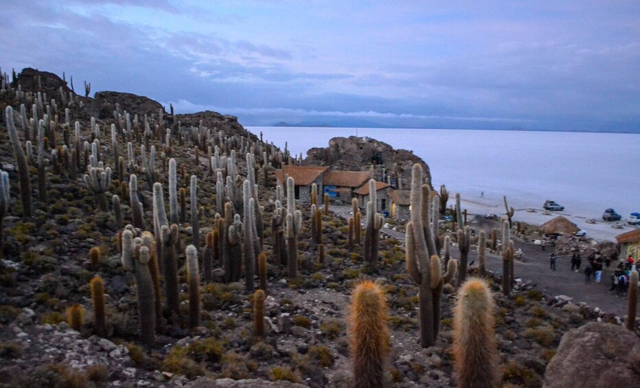 A desert landscape with cacti, a small building, and a body of water in the background. 4
