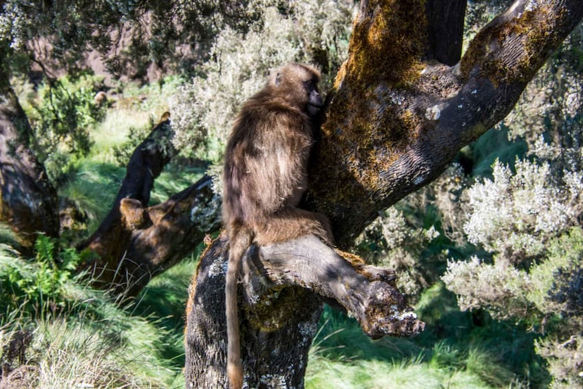 A monkey clinging to a tree branch in a natural setting. 2