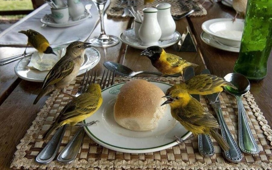 Picture 2 for Activity Minca: Bird Breakfast & Birdwatching with Local Guide 3