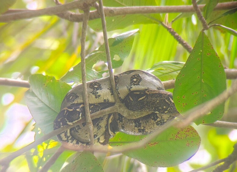 Picture 1 for Activity Cahuita Hike, Bri-Bri Chocolate Tour & Lunch 4