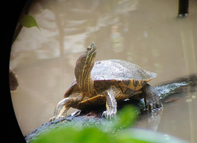 Picture 2 for Activity Cahuita Hike, Bri-Bri Chocolate Tour & Lunch 2