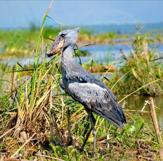 A bird standing in a grassy area near water. 1