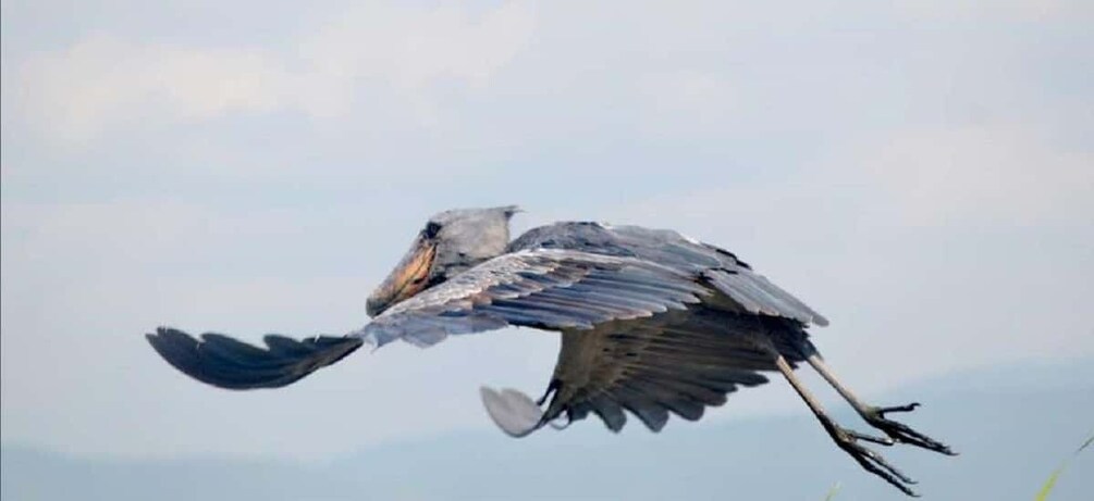 A bird in flight with outstretched wings and a long tail. 3