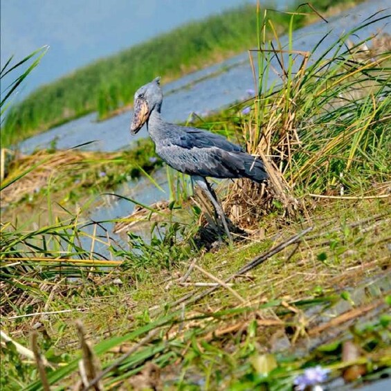 A bird standing in a marshy area with water and tall grass. 2