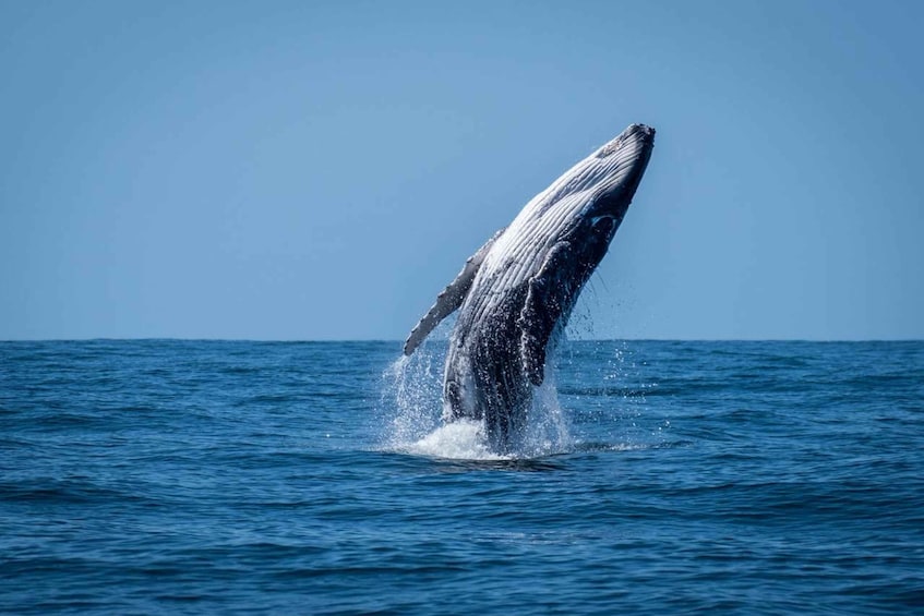 A whale breaching the ocean surface. 1