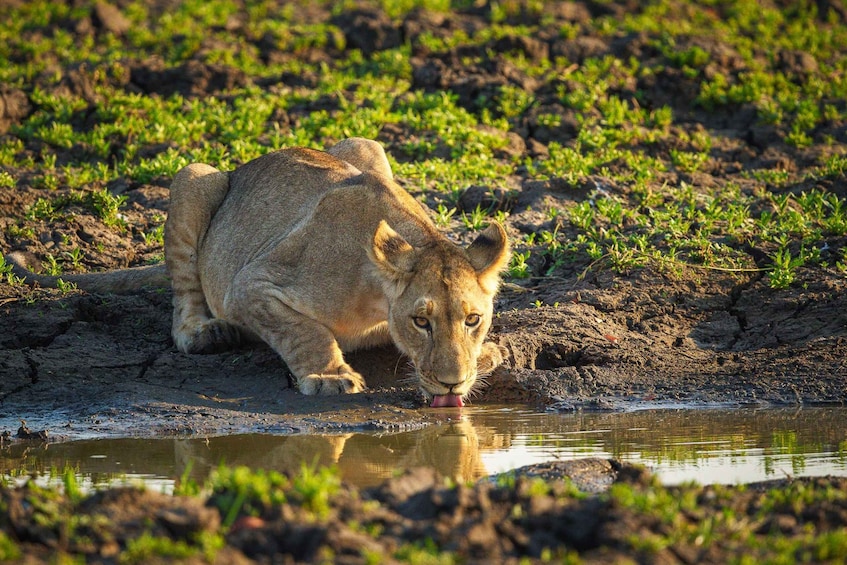 A lioness drinking water from a puddle in a savannah landscape. 2