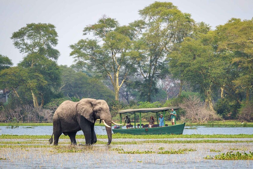 An elephant walking near a boat with people on it. 5