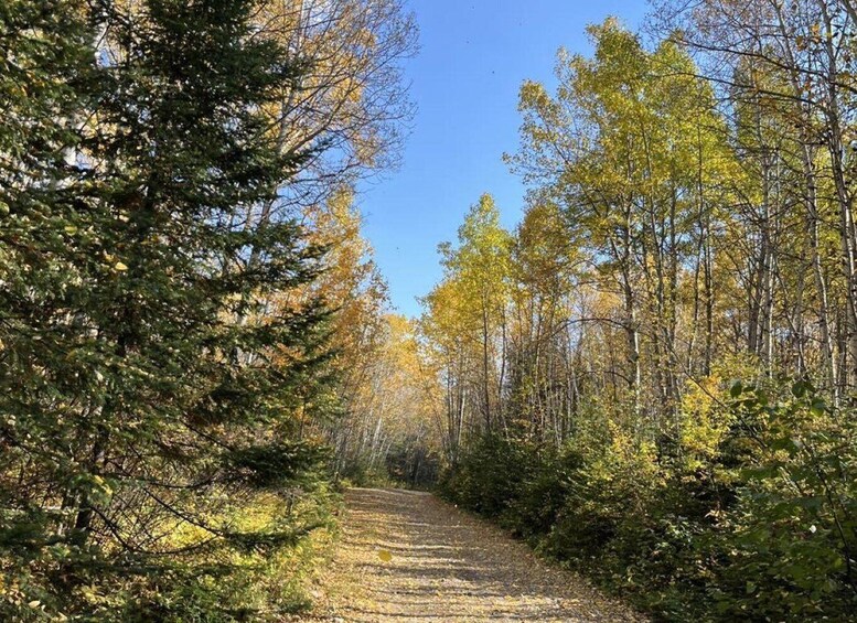 A forest trail with dense trees and a clear sky. 2