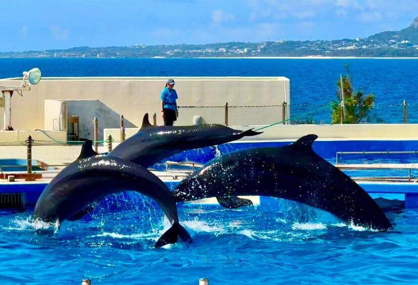 Dolphins performing in a pool with a coastal backdrop. 5