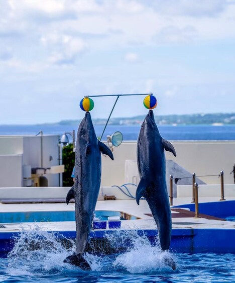Two dolphins performing tricks with a ball in a pool. 4
