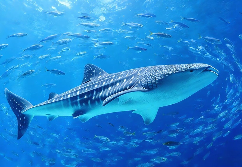 A whale shark swimming with a school of fish in clear blue water. 3