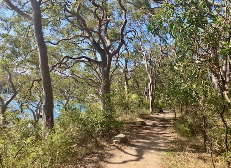 A dirt path through a forest with trees and a body of water in the background. 2