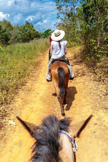 A person riding a horse on a dirt path surrounded by greenery. 1
