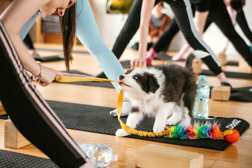 A dog on a yoga mat with colorful toys, surrounded by people in workout attire. 5