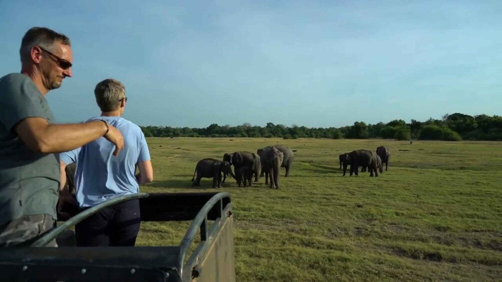 A group of elephants in a grassy field with a vehicle in the foreground. 5