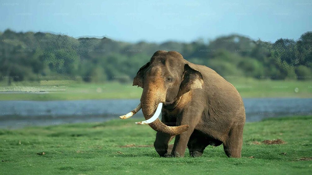 An elephant walking on grass near a body of water. 4