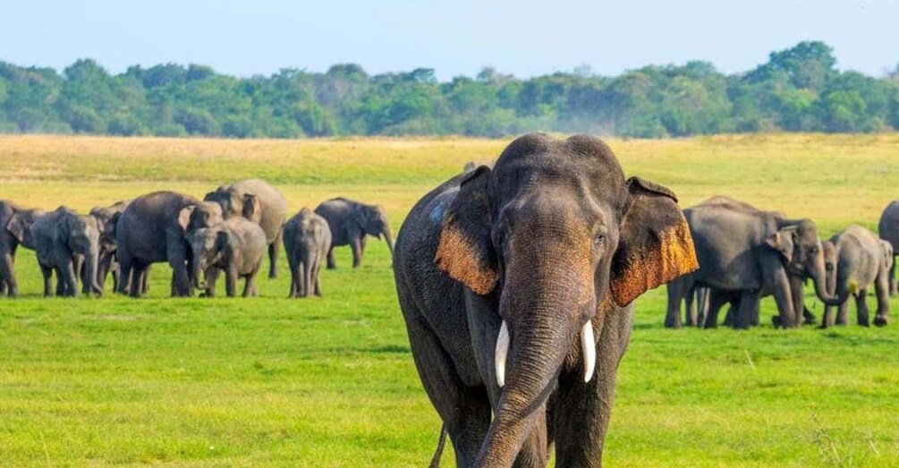 A herd of elephants in a grassy field with trees in the background. 1