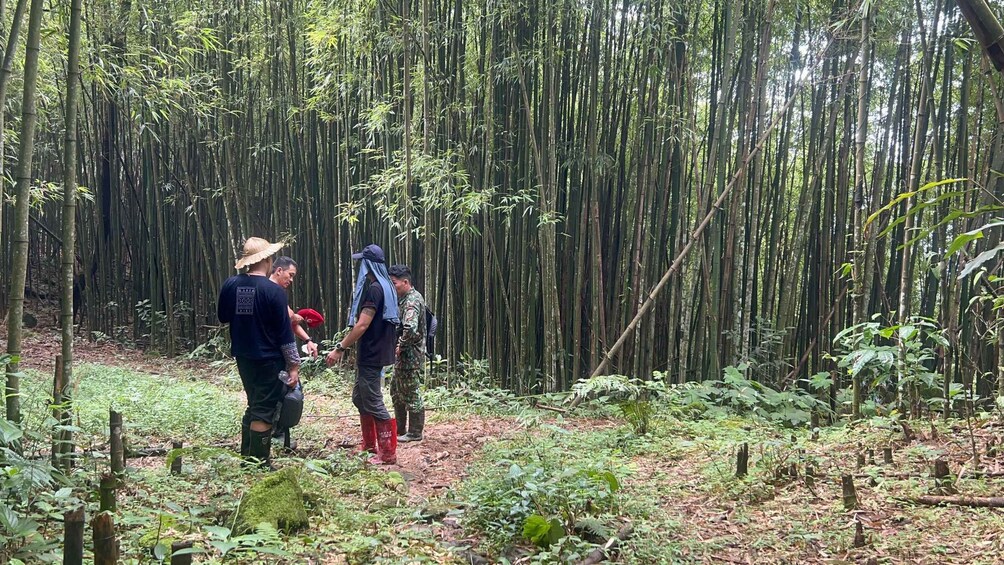 Two people walking through a bamboo forest. 4