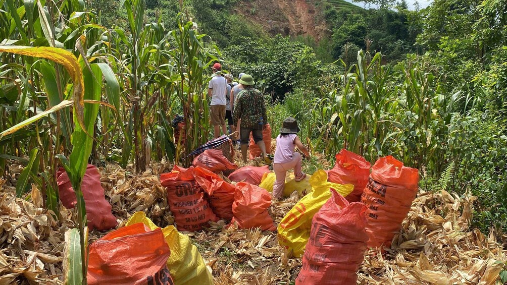 People in a cornfield with bags of fertilizer. 5