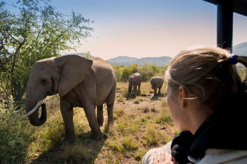 A person observing elephants in a natural landscape with trees and distant mountains. 1
