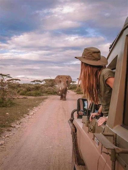 A person in a safari vehicle observing an elephant walking on a dirt road. 2