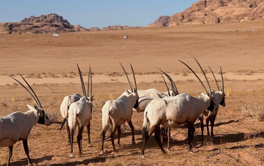 A group of white antelopes with long horns in a desert landscape. 2