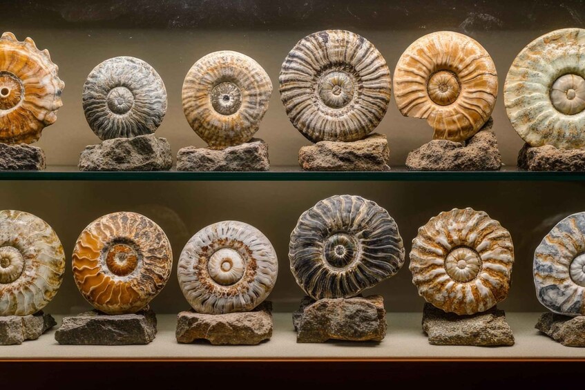 A collection of fossilized ammonites on display. 2