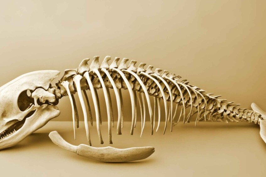 A skeletal structure of a large animal, likely a dinosaur, with a prominent skull and long tail. 5