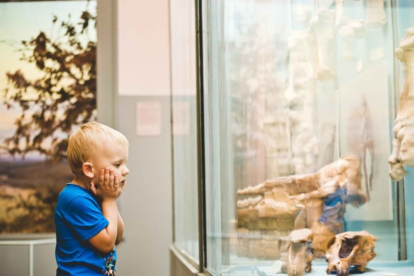 A child in a blue shirt looking at dinosaur fossils in a museum. 1