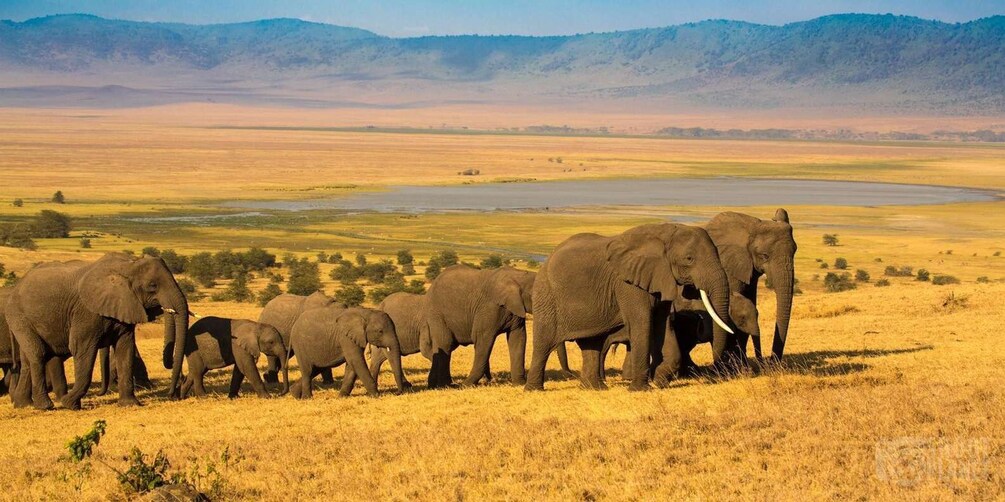 Picture 4 for Activity 6 Days Tanzania Safari Adventure Journey Through the Wild 4