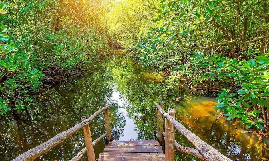 A wooden bridge in a mangrove forest with dense green foliage and calm water. 2
