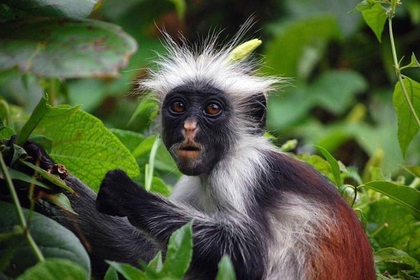A monkey with white and black fur, surrounded by green foliage. 1