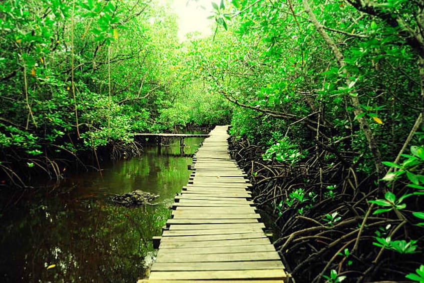 A wooden boardwalk through a mangrove forest. 3