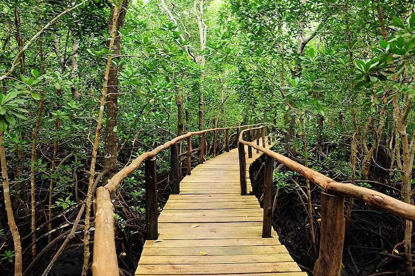 A wooden boardwalk through a mangrove forest. 5