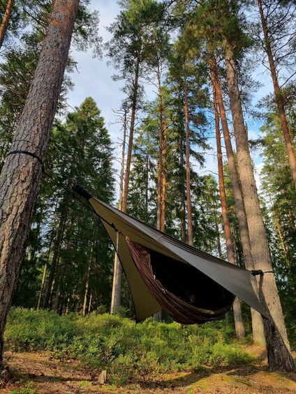A hammock suspended between two trees in a forest. 3