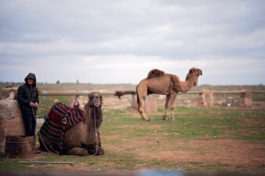 A camel with a rider and another camel in a grassy field. 5