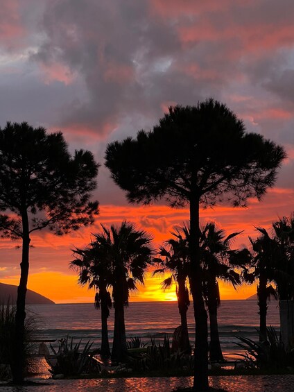A sunset over the ocean with silhouettes of trees and palm trees. 3