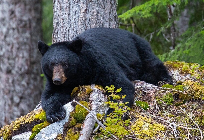 A black bear resting on a moss-covered log in a forest. 1