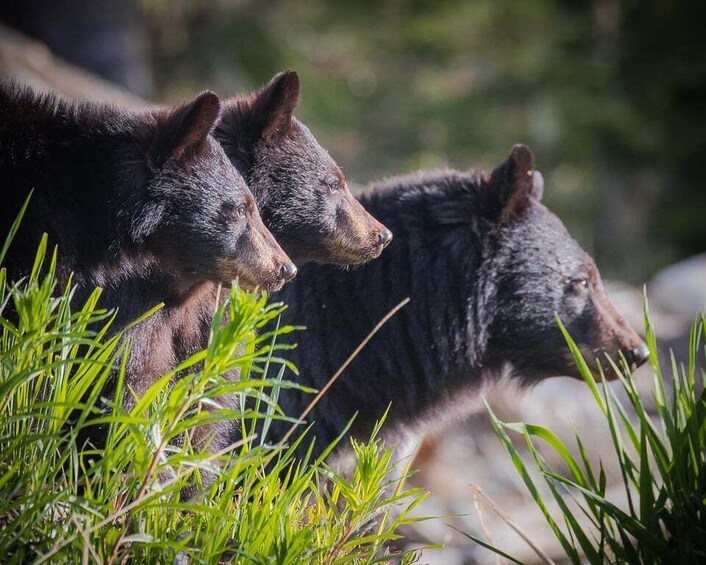 Three bears walking through a grassy area. 4