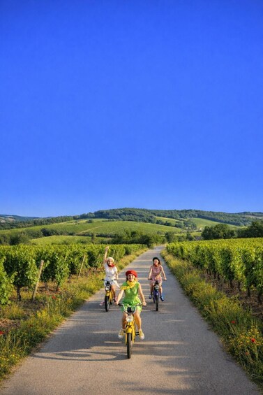 Three people riding bicycles on a paved path through a vineyard. 3
