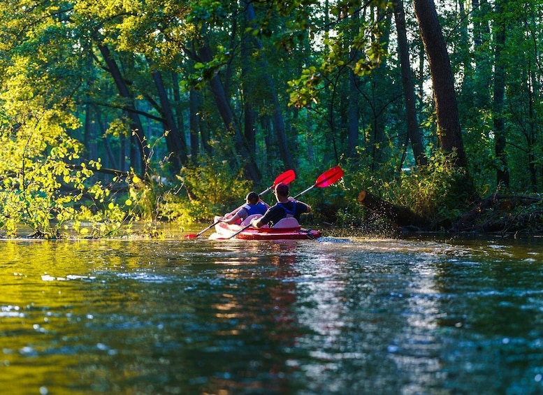 Two people kayaking on a river surrounded by dense forest. 5