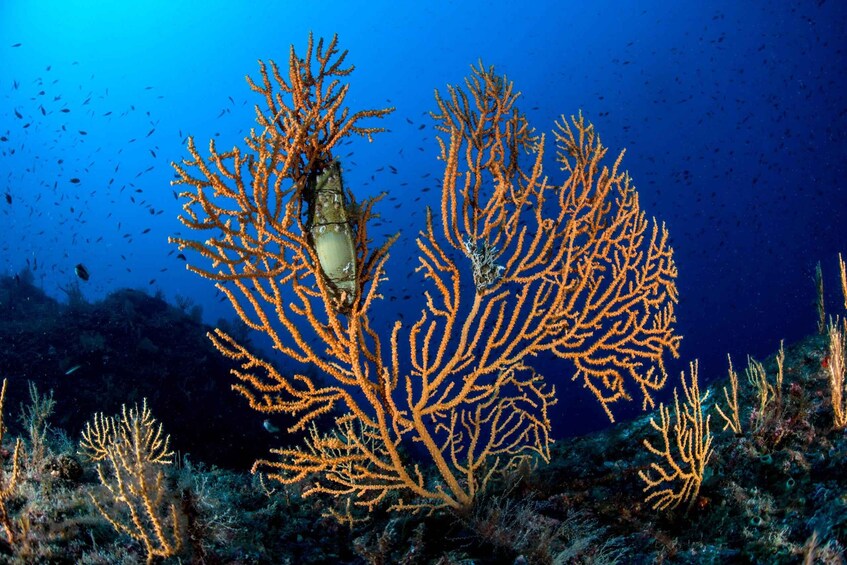 A coral reef with orange branching corals and a large fish. 2