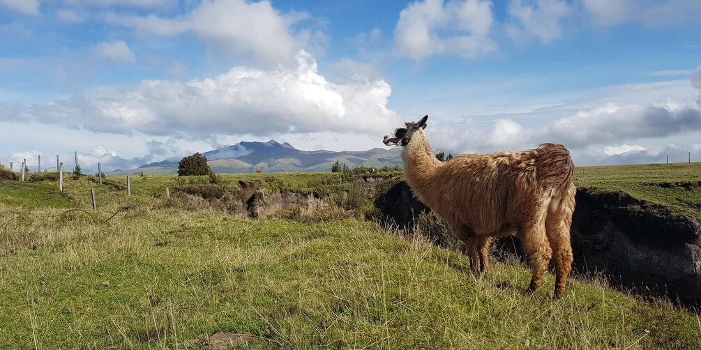 Una llama en un campo de pasto con montañas al fondo. 5
