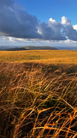 A field of golden grass with a distant view of hills under a partly cloudy sky. 1