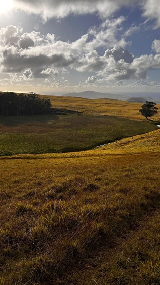 A grassy field with a tree and distant hills under a partly cloudy sky. 2
