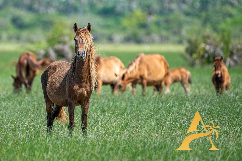 A horse grazing in a grassy field with a logo in the bottom right corner. 3