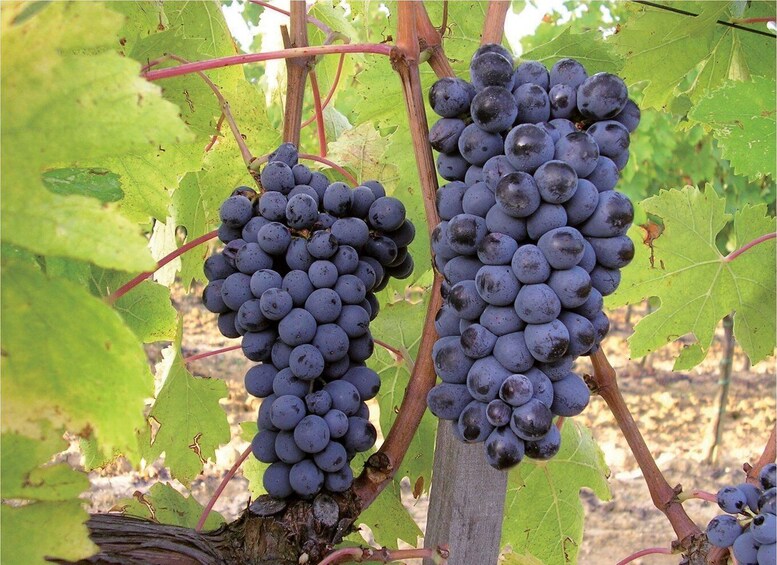 Clusters of dark purple grapes on vine branches with green leaves. 2