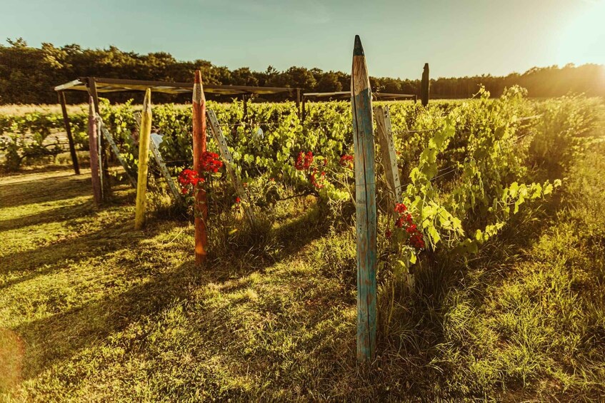 Picture 5 for Activity Montepulciano: Winery Tour & Wine Tasting – Il Debutto 5