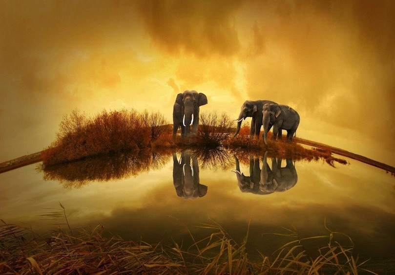 Three elephants by a reflective water body with a cloudy sky. 3
