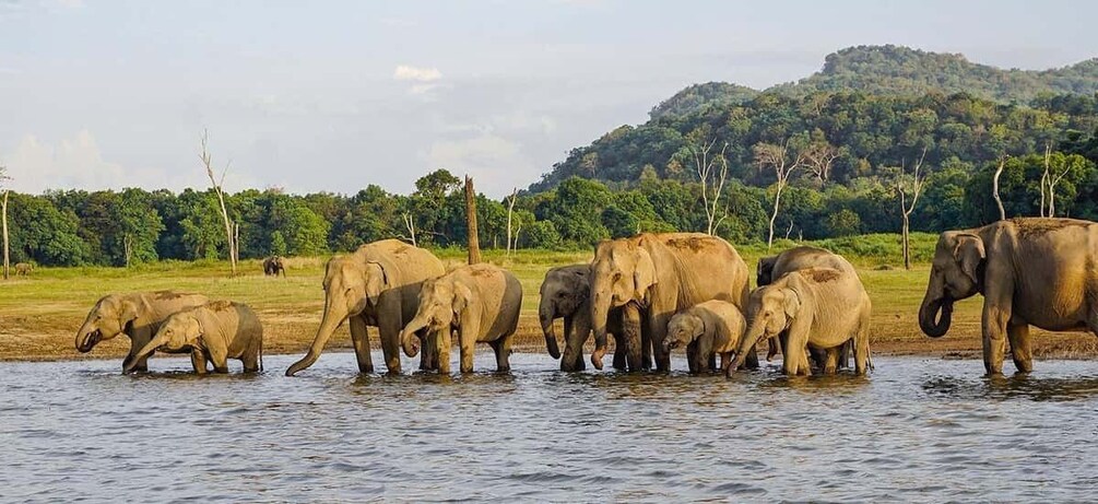 A herd of elephants by a water body with a forested hill in the background. 2